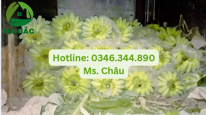 nhà máy sản xuất màng foam bọc chuối