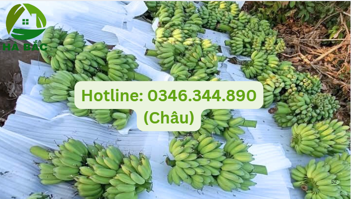 màng foam bọc chuối giải pháp tối ưu